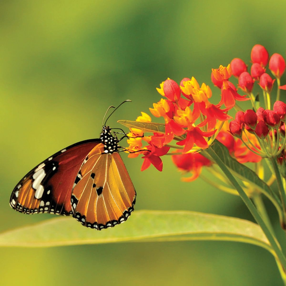 Angie Flack Brown Realty Group